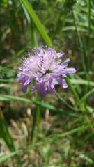 Knautia arvensis