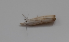 Xanthocrambus caducellus