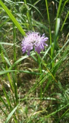 Knautia arvensis