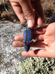 Sceloporus graciosus vandenburgianus