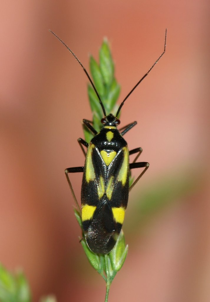 Lophyromiris