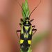 Grypocoris sexguttatus - Photo (c) portioid, some rights reserved (CC BY-SA), uploaded by portioid
