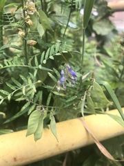 Vicia cracca