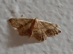 Idaea subsaturata