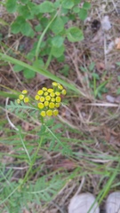 Tanacetum vulgare