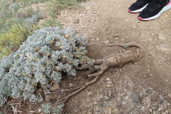 Astragalus arnacantha