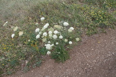 Silphiodaucus hispidus