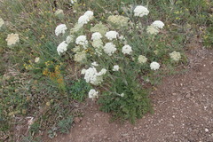 Silphiodaucus hispidus