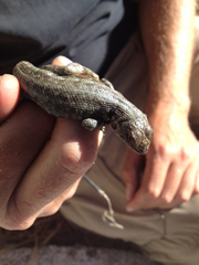 Sceloporus graciosus vandenburgianus