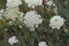 Silphiodaucus hispidus