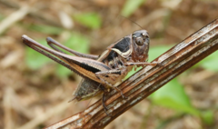 Incertana decorata