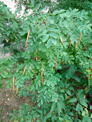 Caragana arborescens