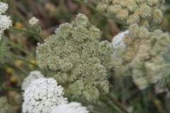 Silphiodaucus hispidus