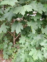 Acer platanoides
