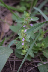 Stachys agraria