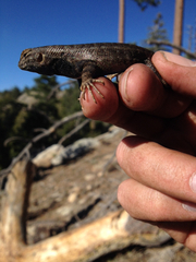 Sceloporus graciosus vandenburgianus