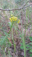 Tanacetum vulgare