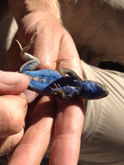 Sceloporus graciosus vandenburgianus