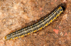 Depressaria daucella