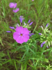 Phlox glaberrima interior