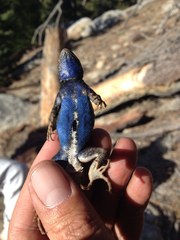 Sceloporus graciosus vandenburgianus