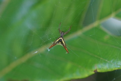 Micrathena militaris