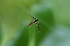 Micrathena militaris