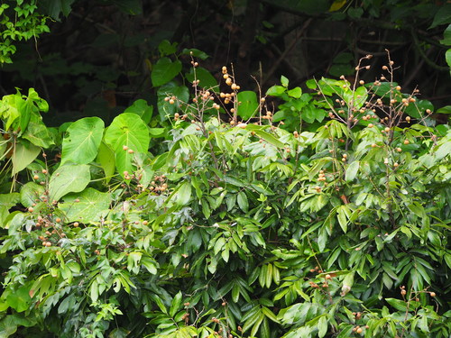 Dimocarpus longan