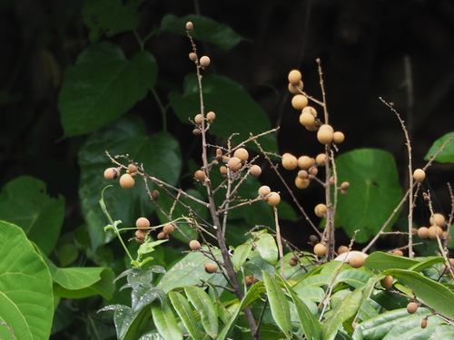 Dimocarpus longan