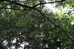 Styrax japonicus