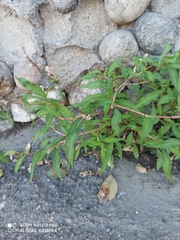 Persicaria lapathifolia
