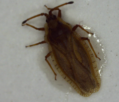 Tingis auriculata