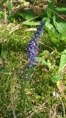Veronica spicata