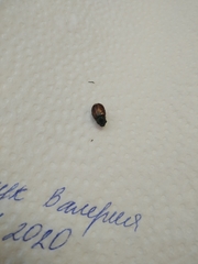 Phyllopertha horticola