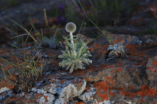 Image of Echinops humilis by (c) Нурхайдарова Татьяна, some rights reserved (CC BY)