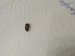 Phyllopertha horticola