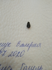 Phyllopertha horticola