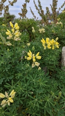 Lupinus arboreus
