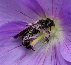 Chelostoma rapunculi
