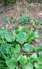 Plantago major