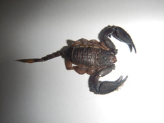 Hormurus