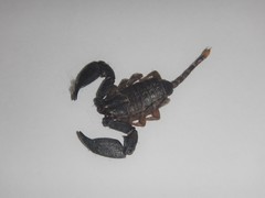 Hormurus