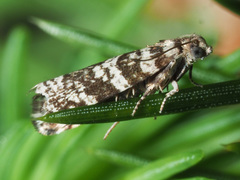 Epinotia tedella