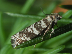 Epinotia tedella