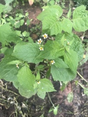 Galinsoga quadriradiata