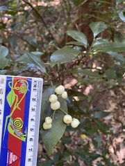 Psychotria dallachiana