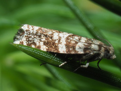 Epinotia tedella