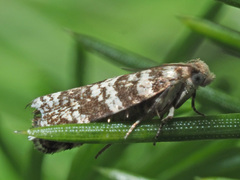 Epinotia tedella