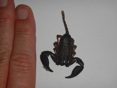 Hormurus