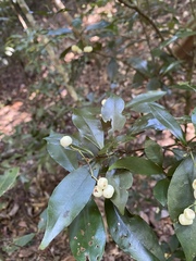 Psychotria dallachiana